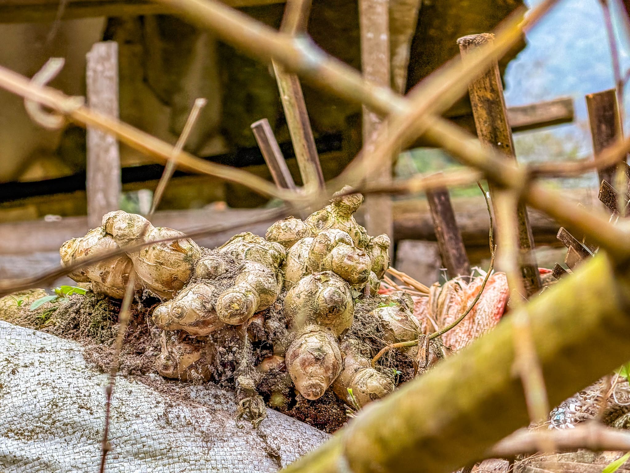 Come sopravvivere a un viaggio in Vietnam con l'Ayurveda, tra aerei e street food Come sopravvivere a un viaggio in Vietnam con l'Ayurveda, tra aerei e street food
