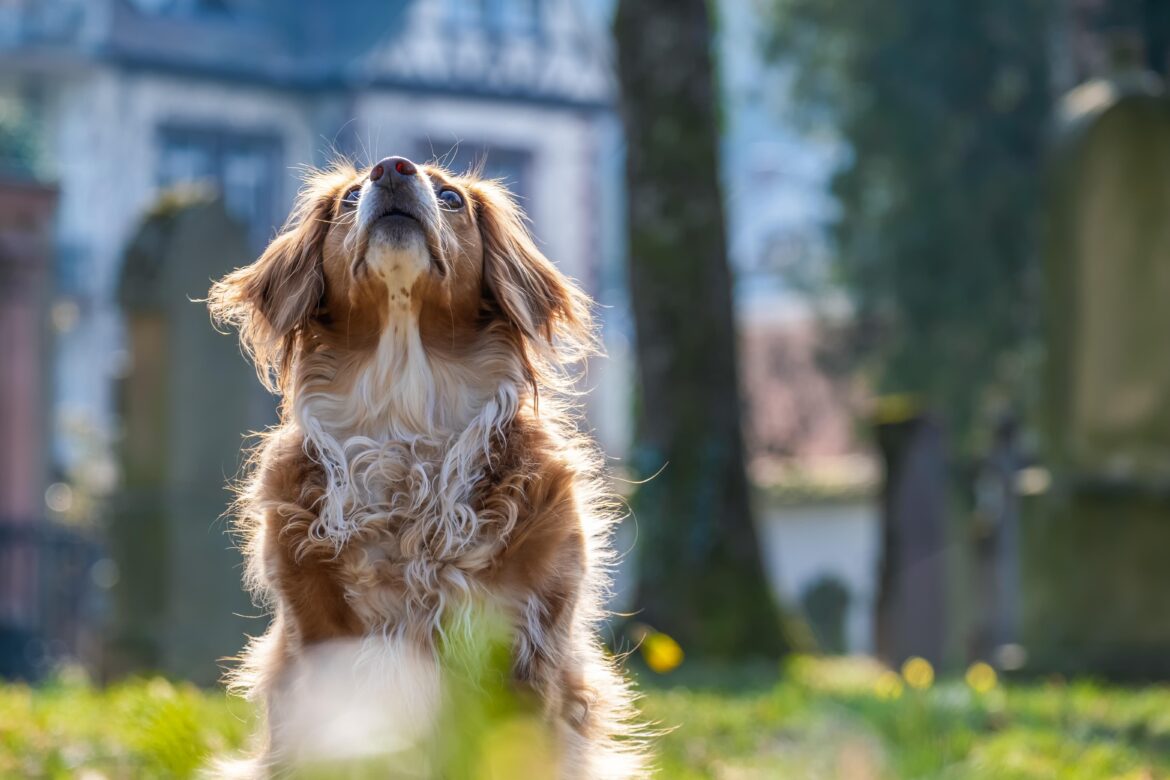 Artrosi del gatto e del cane cosa fare