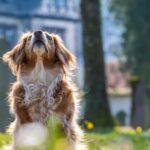 Artrosi del gatto e del cane cosa fare