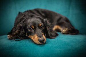 Artrosi del gatto e del cane cosa fare