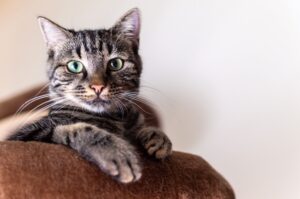 Artrosi del gatto e del cane cosa fare