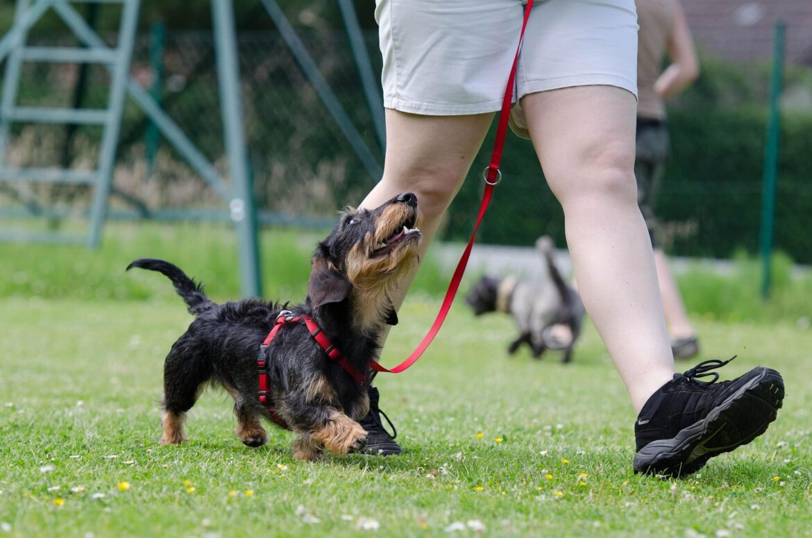 Come scegliere un buon educatore canino. Guida completa