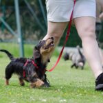 Come scegliere un buon educatore canino. Guida completa